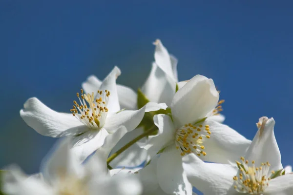 Jasminblüten Vor Blauem Himmel — Stockfoto