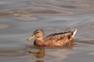 Bir ördek gökyüzünü yansıtan suyun üzerinde yüzer.
