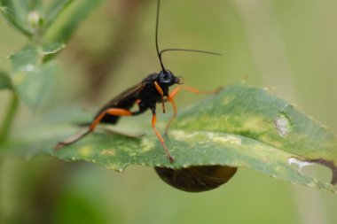 Yaprağın üzerinde otururlar.