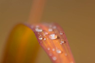 Portakal yaprağının üzerindeki çiy damlaları