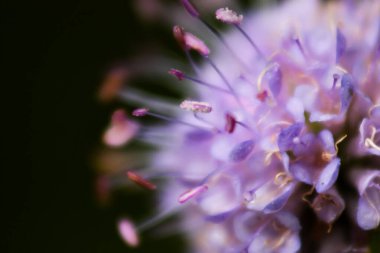 Karanlık bir arka planda şeytanın ısırığı çiçeği