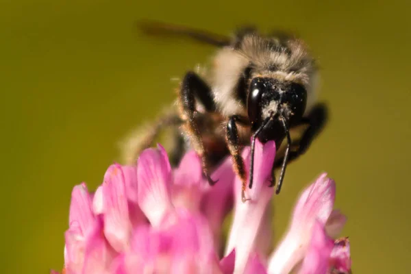 Bourdon Profiter Nectar Trèfle — Photo