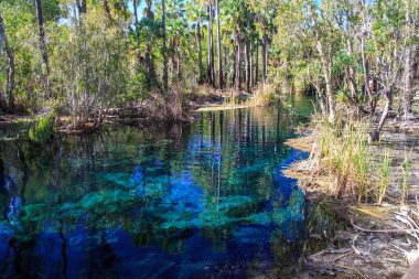 Bitter Springs termal kaynak havuzu, mataranka australia