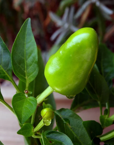 Een Groene Chili Groeit Een Plant — Stockfoto