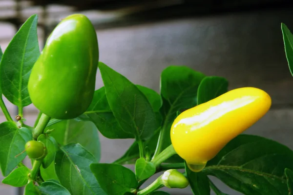 A green chilli grows on a plant