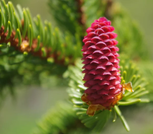 Piccole Giovani Pigne Rosse Abete Una Foresta Montagna — Foto Stock