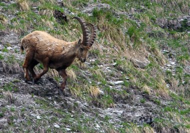 Bir erkek dağ keçisi Fransa Alpleri'nde büyük boynuzlu bir kayadan aşağı çalışır