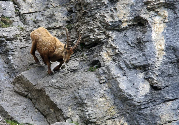 フランスのアルプスの大きな角を持つ男性アイベックスが岩から実行します — ストック写真