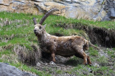Fransa Alpleri'nde büyük boynuzlu erkek dağ keçisi