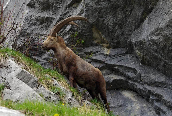 Fransa Alpleri'nde büyük boynuzlu erkek dağ keçisi