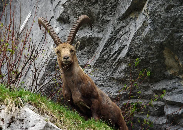 Fransa Alpleri'nde büyük boynuzlu erkek dağ keçisi