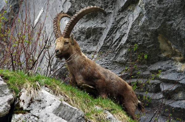 Fransa Alpleri'nde büyük boynuzlu erkek dağ keçisi