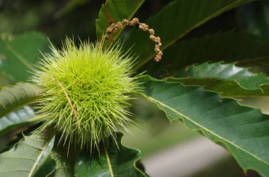 Yeşil kestane meyve ağaç yaprakları ile
