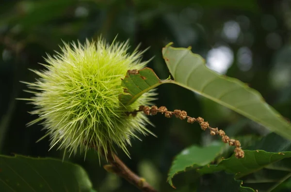 Fruta Castanha Verde Com Folhas Árvore — Fotografia de Stock