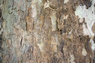 Çınar ağacı kabuğu Close-up