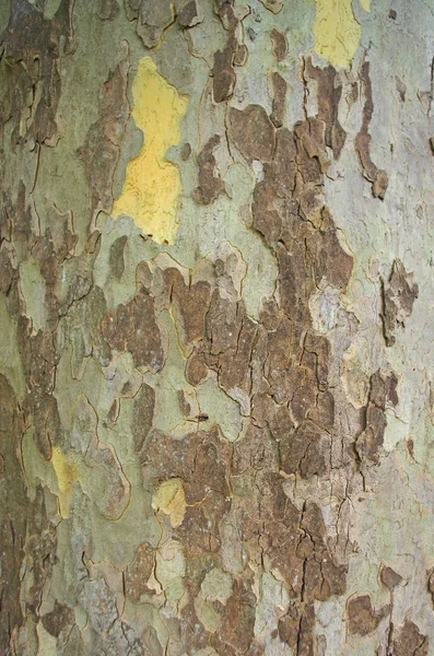 Zbliżenie Kora Płaskiego Drzewa — Zdjęcie stockowe