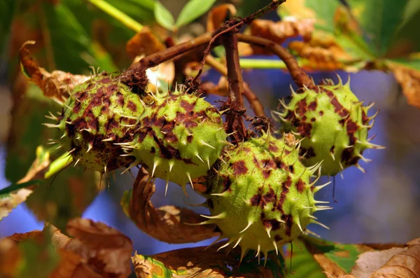 Castaño Castaño Fruta Con Hojas Árbol — Foto de Stock