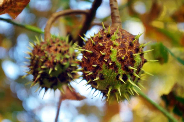 Chestnut or Chestnut Fruit with leaves on the tree