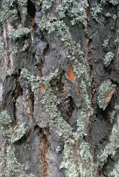 木质背景 针叶树树皮 松树或杉木树 — 图库照片