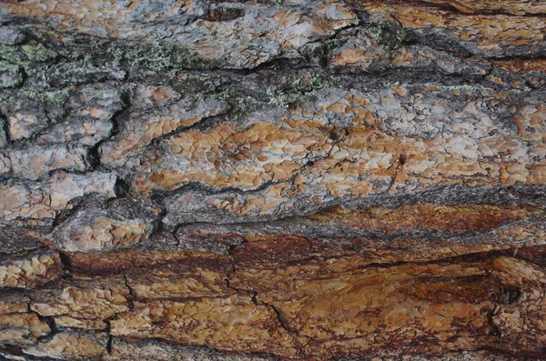 Holz Hintergrund Nadelbaumrinde Kiefer Oder Tanne — Stockfoto