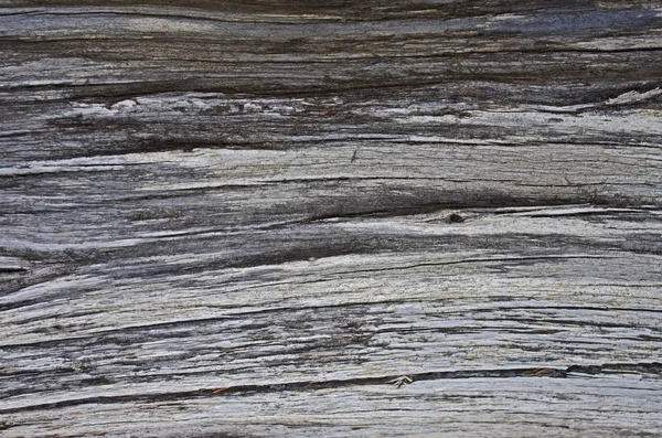 Wooden Background Coniferous Tree Bark Pine Fir Tree — Stock Photo, Image