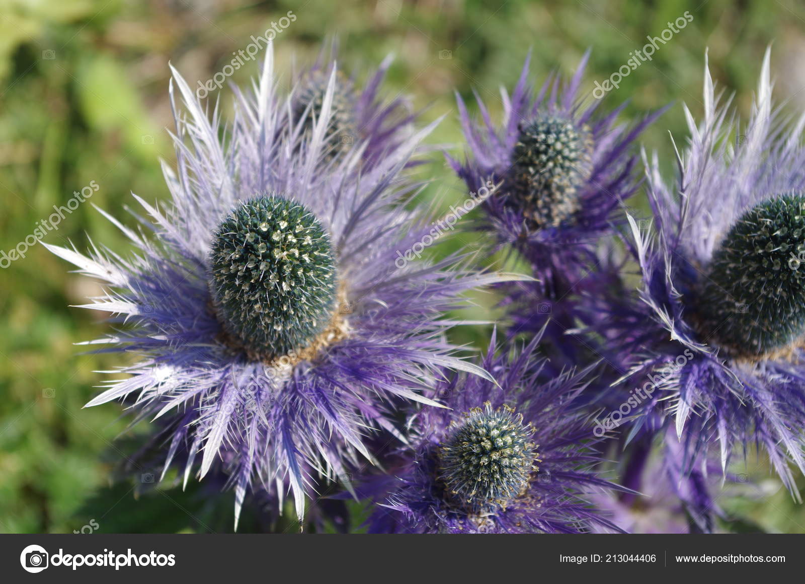Fleur Montagne Flowerblue Bleu Chardon Dans Les Montagnes