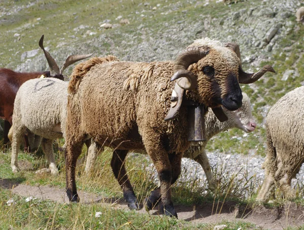 Animales Granja Las Montañasun Carnero Los Pastos Alpinos Francia —  Fotos de Stock