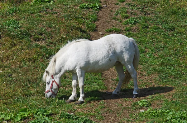 Koń Biały Gospodarstwa Zjada Zewnątrz Łąka — Zdjęcie stockowe