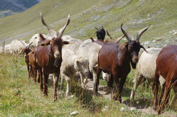 Animales Granja Las Montañascabras Ovejas Libertad Los Alpes Francia —  Fotos de Stock