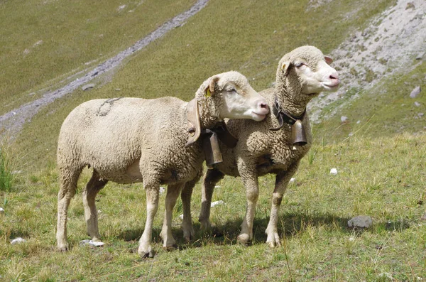 Dos Ovejas Los Pastos Alpinos Francia —  Fotos de Stock