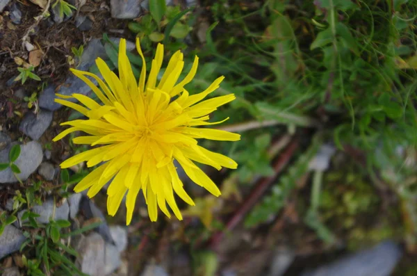 Fleur Pissenlit Jaune Dans Les Montagnes Des Alpes France — Photo