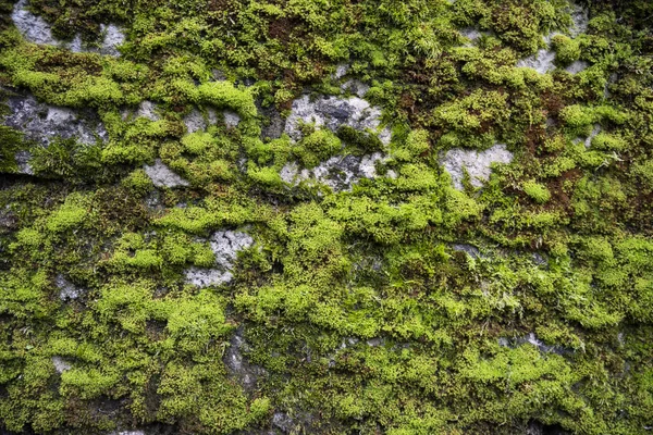 Alte Steinmauer Mit Grünem Moos Bedeckt — Stockfoto