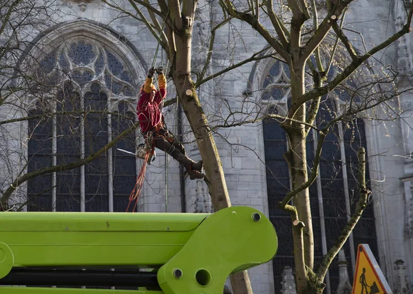 A man tied up in a tree cuts branches