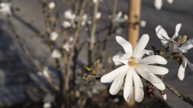 Ağaç beyaz Manolya çiçek Close-Up