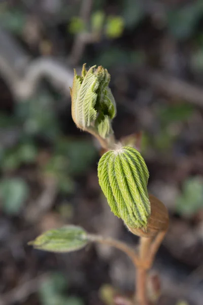 Leaves Hatch Bud End Branch Fore — Stock Photo, Image