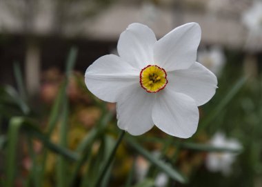Bahçedeki beyaz ve sarı çiçek