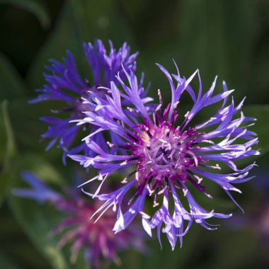 bir bahçede cornflower çiçek