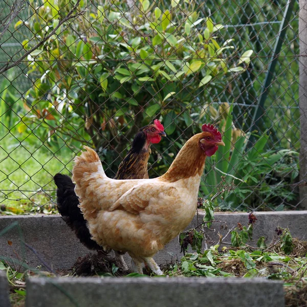 Deux Poulets Dans Jardin — Photo