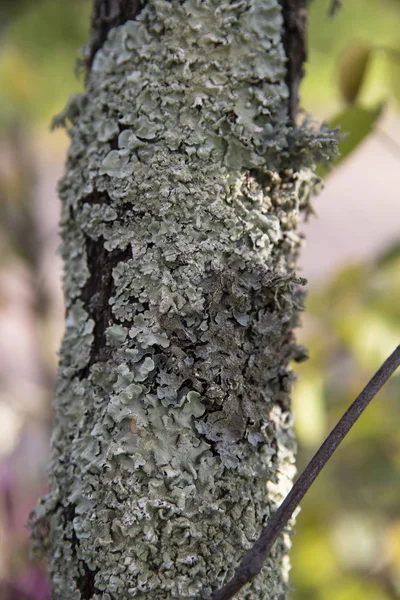 Szczegół Drzewa Tułowia Pokryte Liszaj Zielono Szary — Zdjęcie stockowe