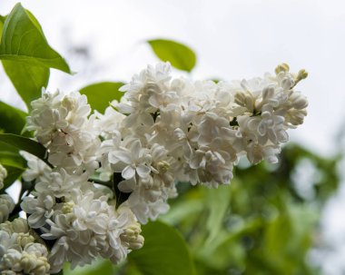 Çiçekli lila beyaz