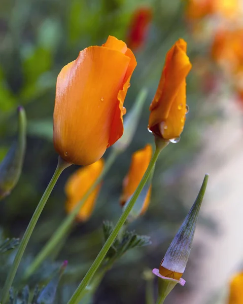 Kwiat Pomarańczy Wiosną Ogrodzie — Zdjęcie stockowe