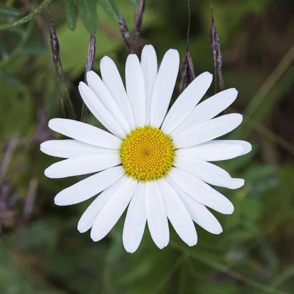 Bahçedeki Beyaz Sarı Çiçek — Stok fotoğraf
