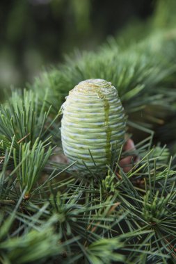 İlkbaharda sedir çam kozalağı