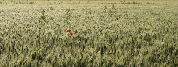 Primo Piano Campo Grano Con Papaveri — Foto Stock