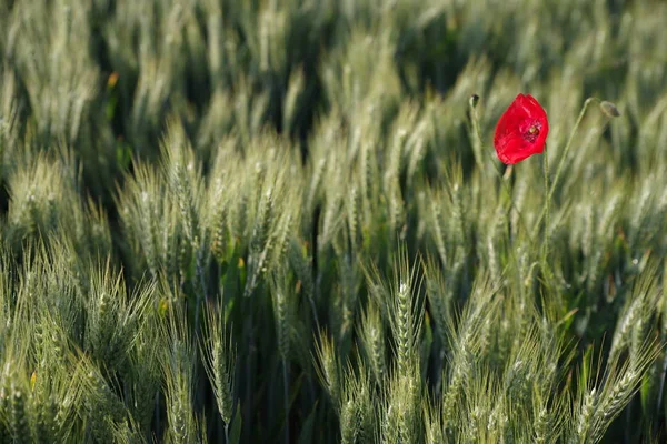 Close Campo Trigo Com Papoilas — Fotografia de Stock