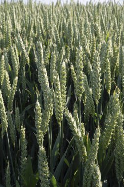 Buğday tarlasında yakın çekim 