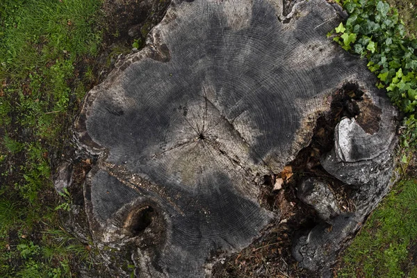 Fondo Tronco Árbol Cortado — Foto de Stock