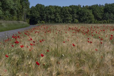 Gelincikli buğday tarlası