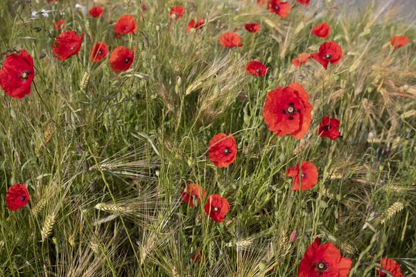 Campo Trigo Com Papoilas — Fotografia de Stock