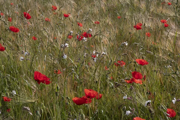 Campo Trigo Com Papoilas — Fotografia de Stock